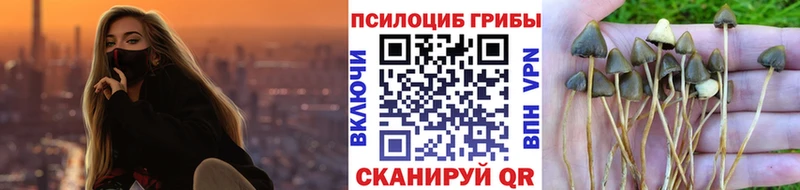 Купить закладки  Юрюзань  Псилоцибиновые грибы Psilocybe 